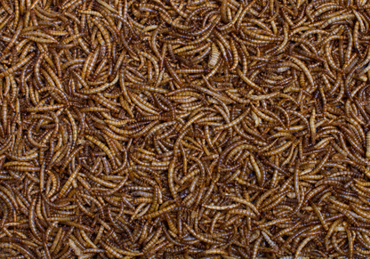 Johnston & Jeff Dried Mealworms Wild Bird Food 500g