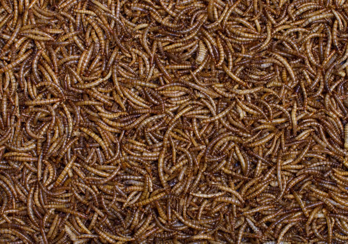 Johnston & Jeff Dried Mealworms Wild Bird Food 1kg
