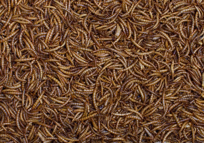 Johnston & Jeff Dried Mealworms Wild Bird Food 1kg