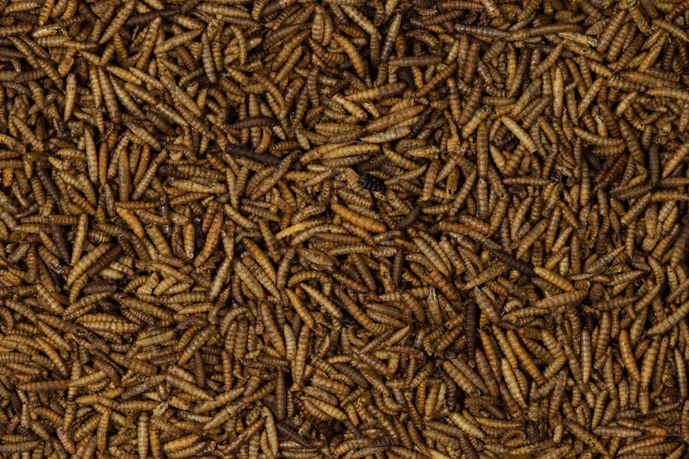 Johnston & Jeff Dried Calciworms Wild Bird Food 500g