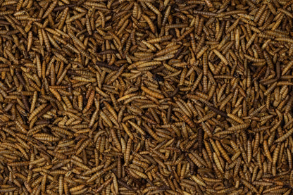 Johnston & Jeff Dried Calciworms Wild Bird Food 500g