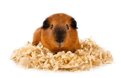 Pillow Wad Bio Large Wood Shavings 3.6kg