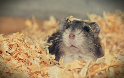 Pillow Wad Bio Large Wood Shavings 3.6kg