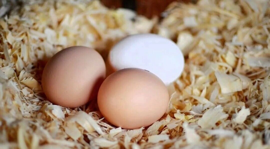 Pillow Wad Bio Large Wood Shavings 3.6kg