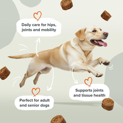 Pawstrong Joints & Mobility Supplement For Dogs 360g