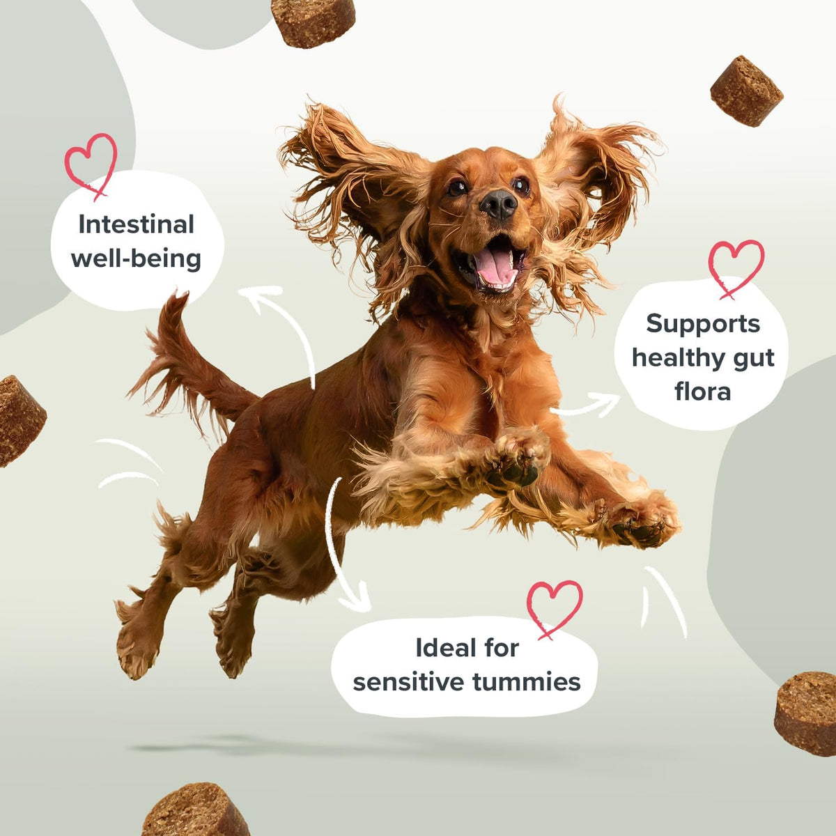 Pawstrong Gut & Immune Supplement For Dogs 180g