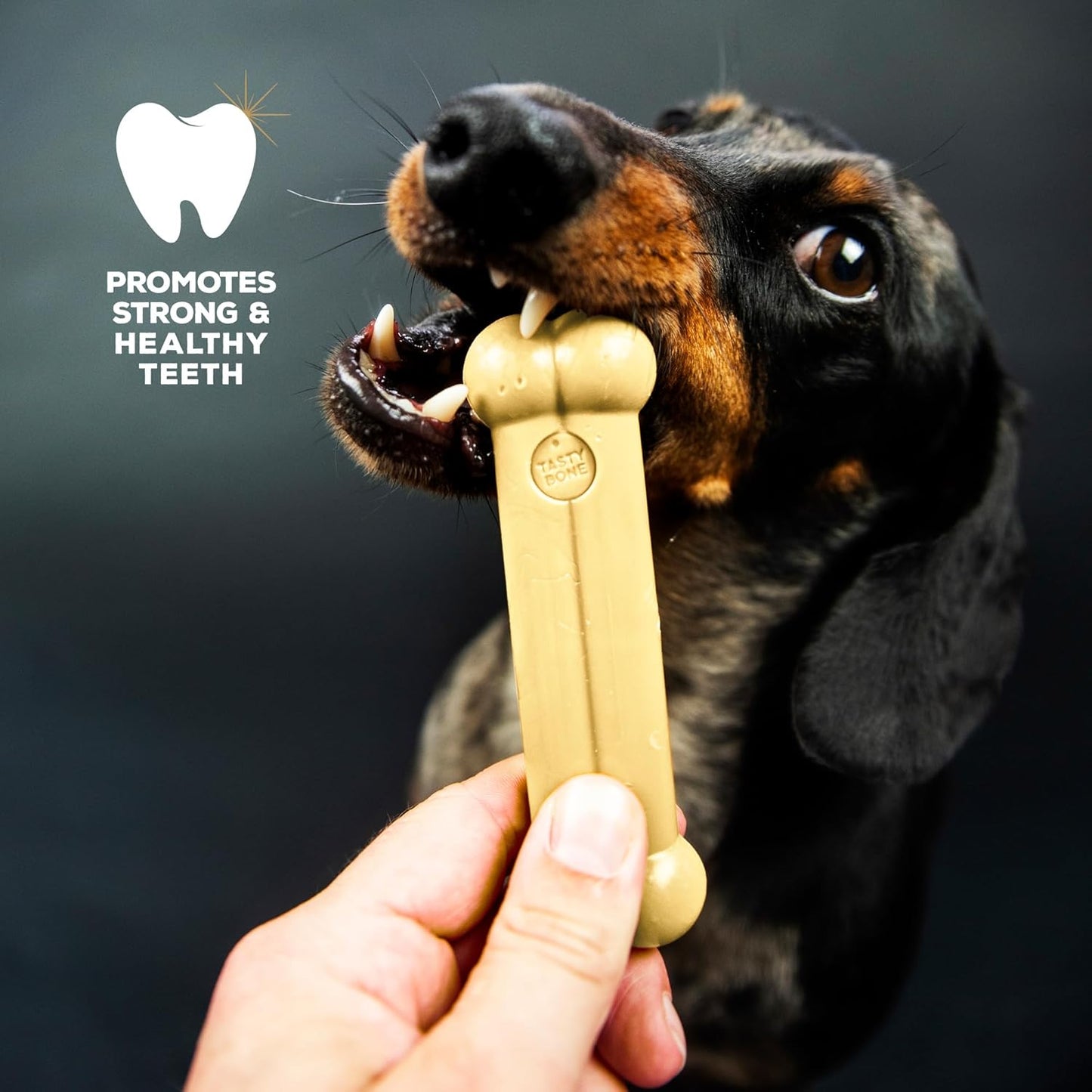 Tastybone Toy Dog Cheese