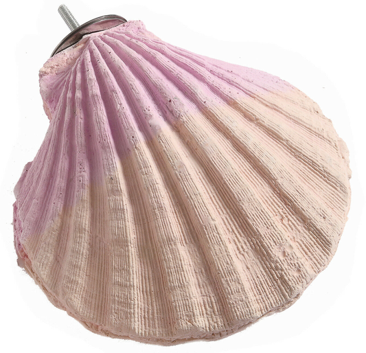 Adventure Bound Edible Calcium Clam Large