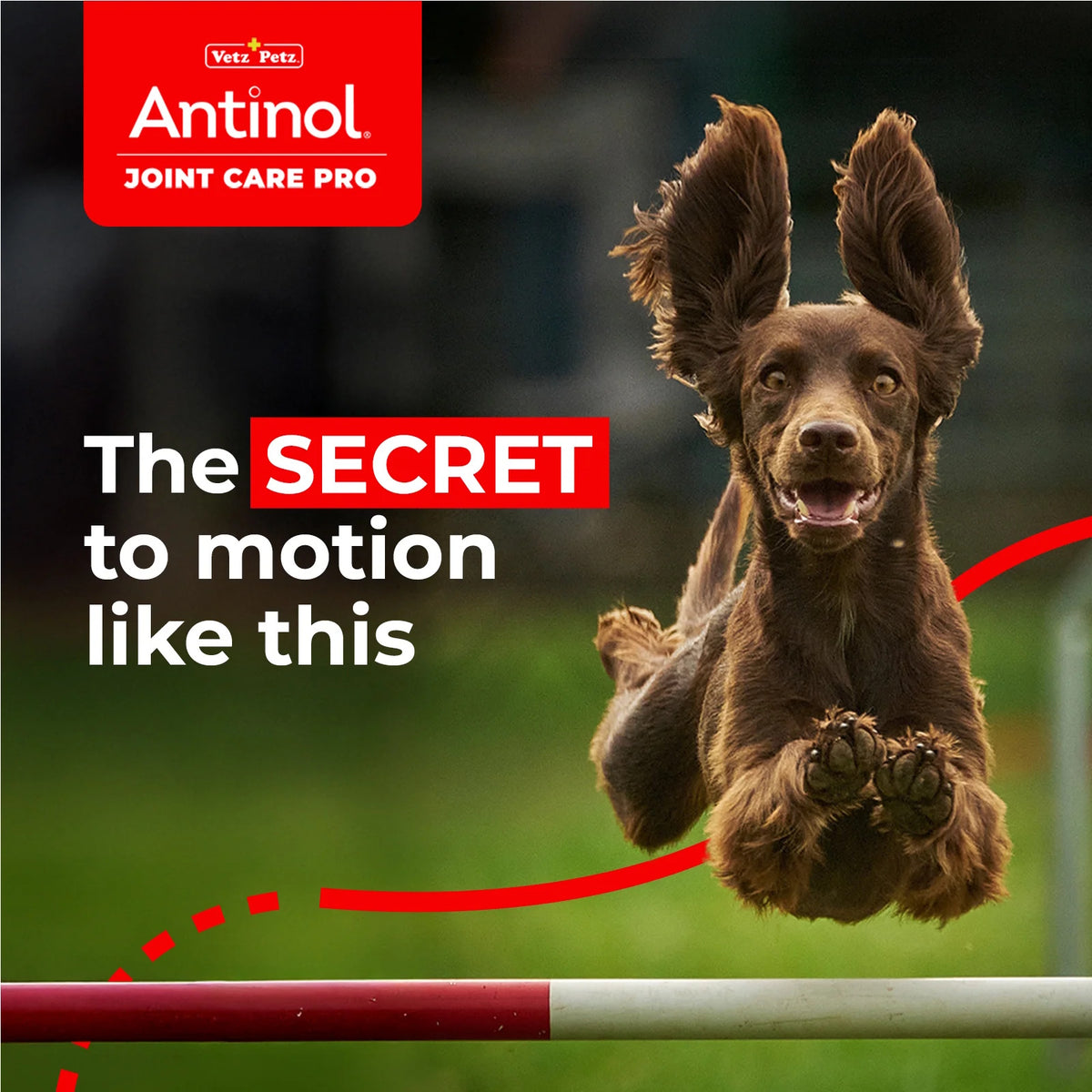 Antinol 100% Natural Joint Care Pro For Dogs 60 Capsules