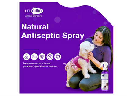 Leucillin Antiseptic Spray 500ml