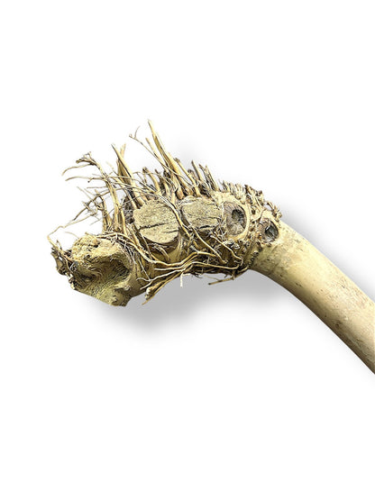 Wundapets Java Wood Bamboo Perch Small