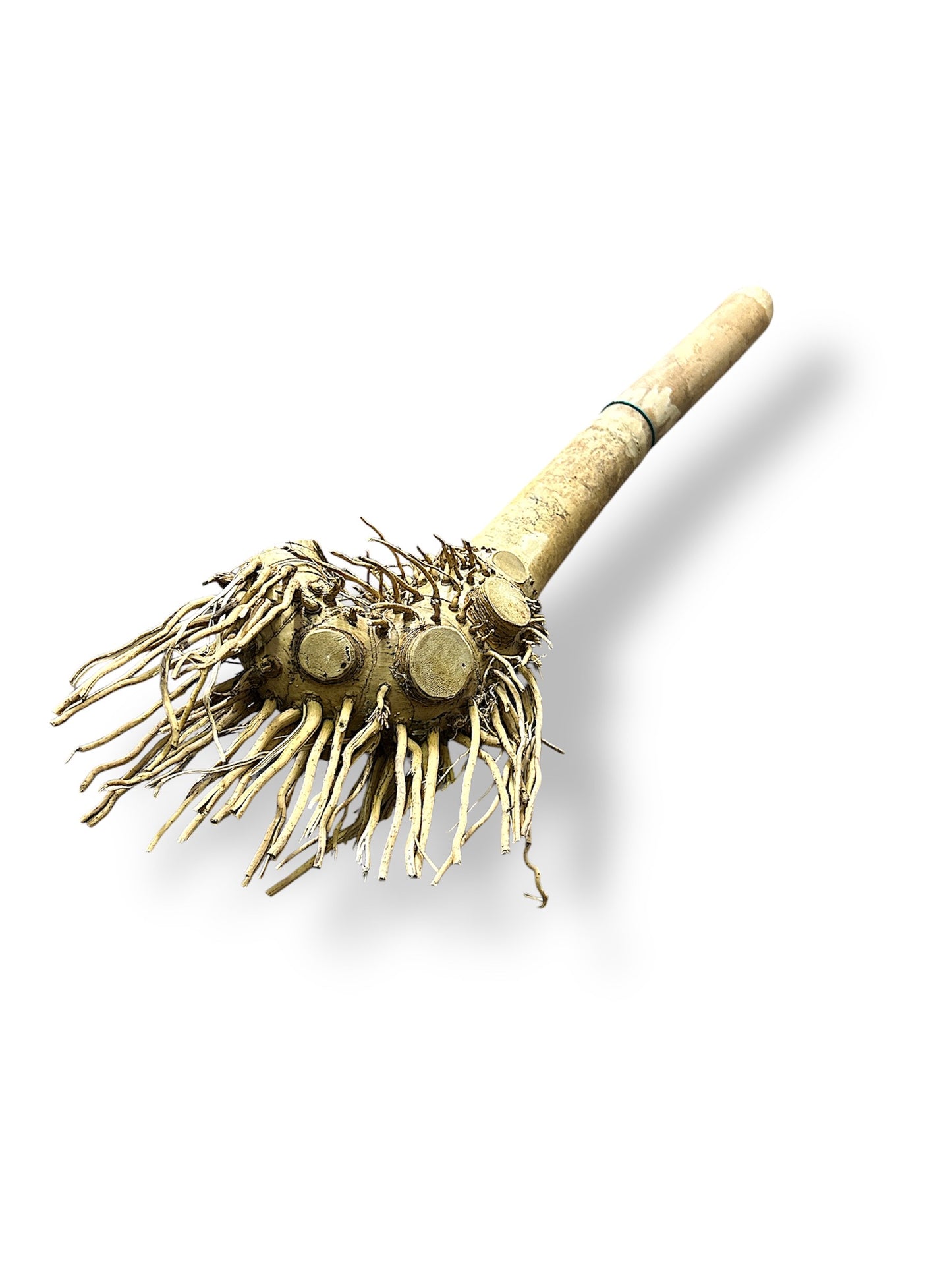 Wundapets Java Wood Bamboo Perch Medium