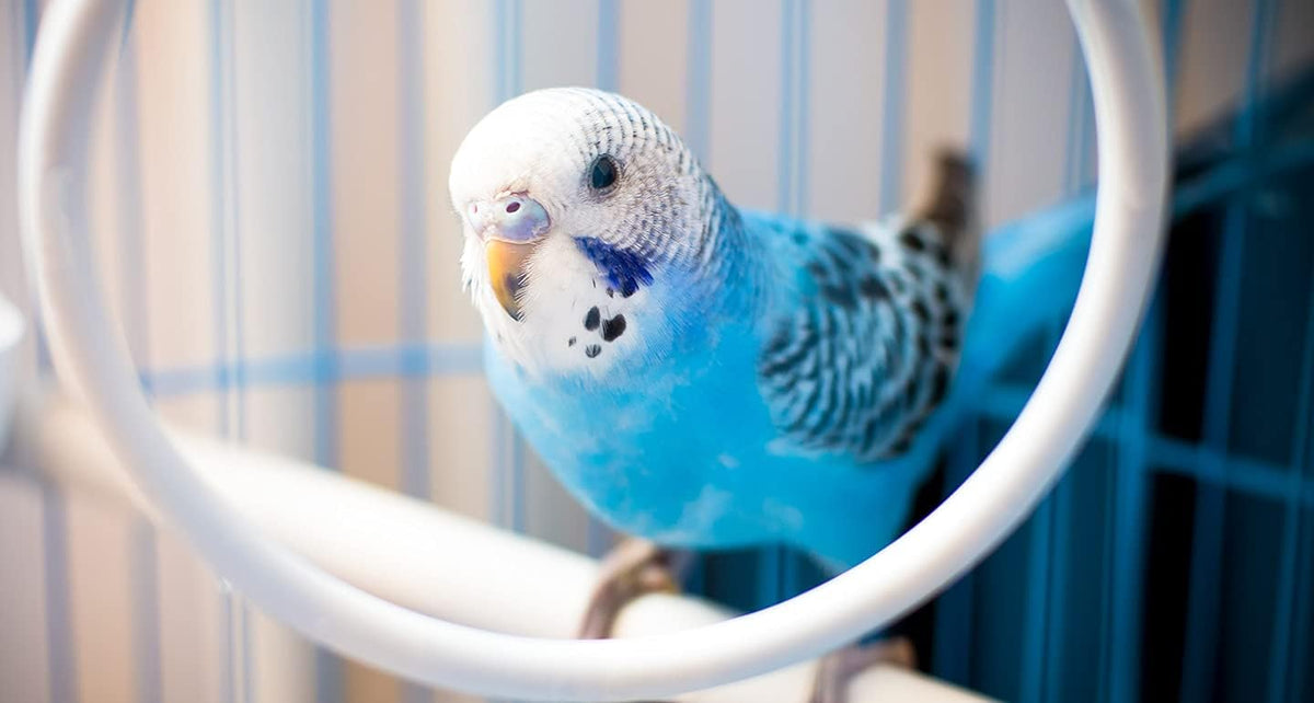 JW Parakeet Toy Spinning Bells