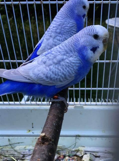 JW Parakeet Toy Spinning Bells