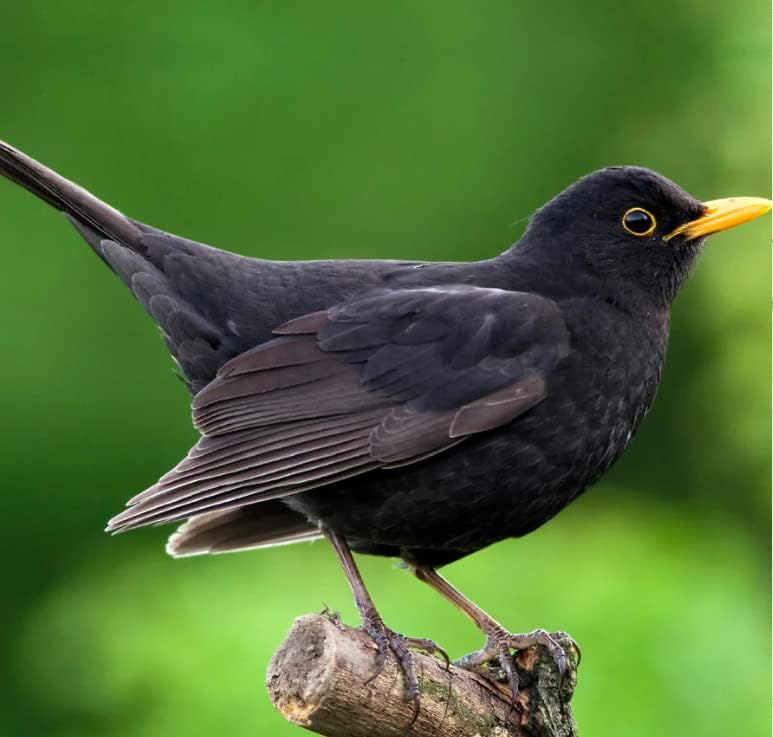 Simon King Rattan Blackbird Nester