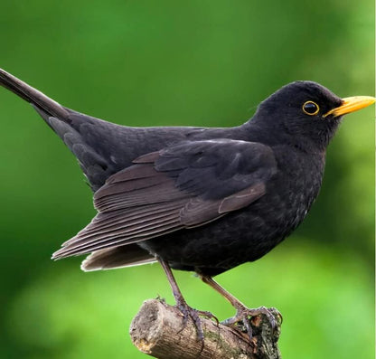 Simon King Rattan Blackbird Nester
