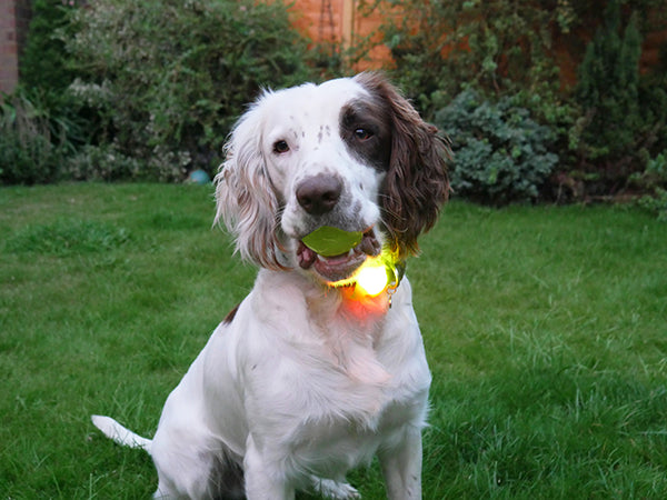 Rosewood Reflective LED Silicone Dog Collar Tag Large