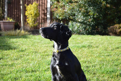 Little Rascals Puppy Collar & Lead Set Yellow