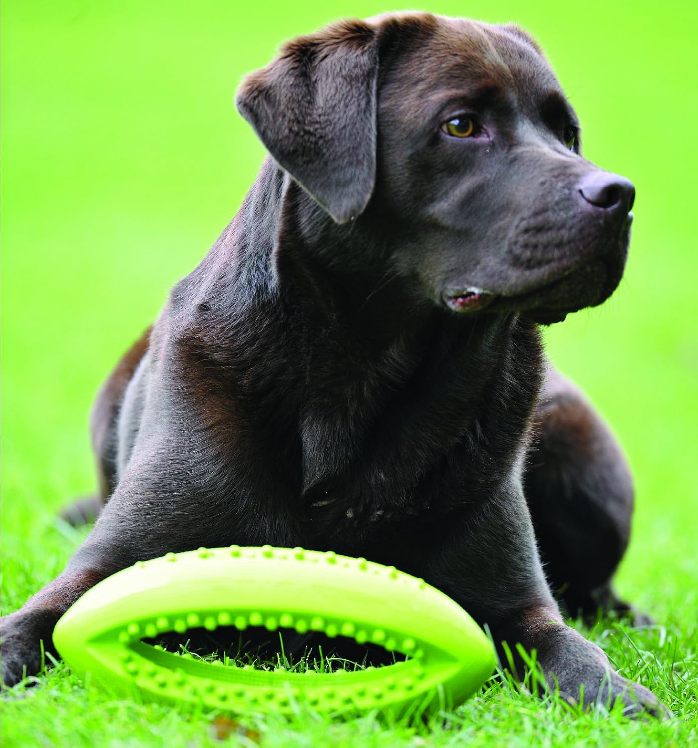 Grubber Interactive Rugby Ball Large 25cm