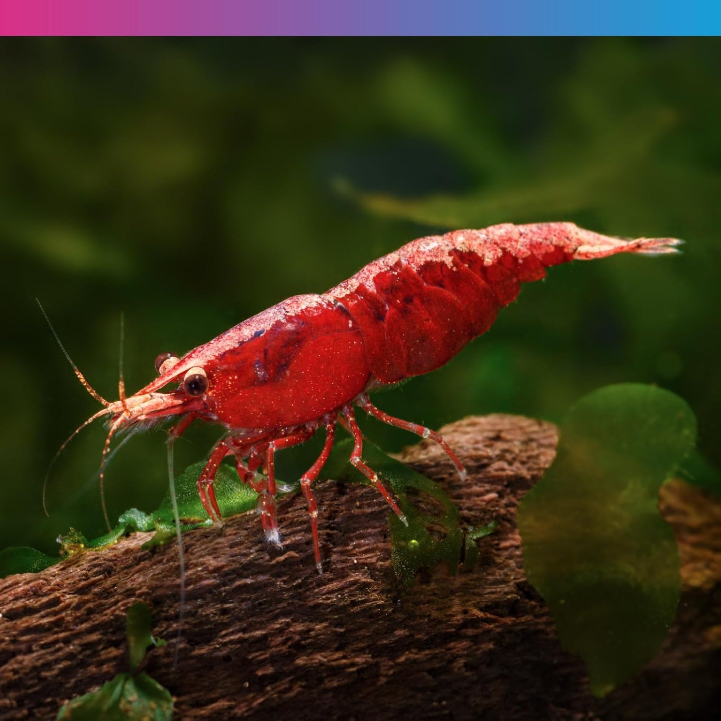 NT Labs Pro F Shrimp Enhancer 40g