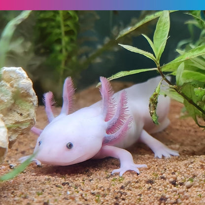NT Labs Pro F Axolotl Junior Pellet 60g
