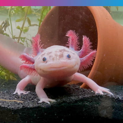 NT Labs Pro F Axolotl Junior Pellet 60g