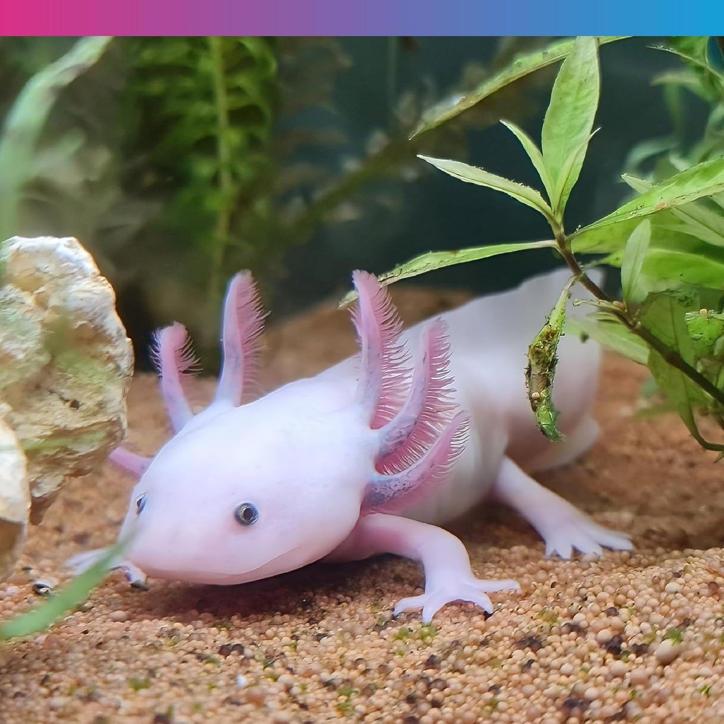 NT Labs Pro F Axolotl Junior Pellet 165g