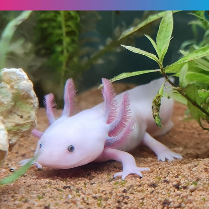 NT Labs Pro F Axolotl Junior Pellet 165g