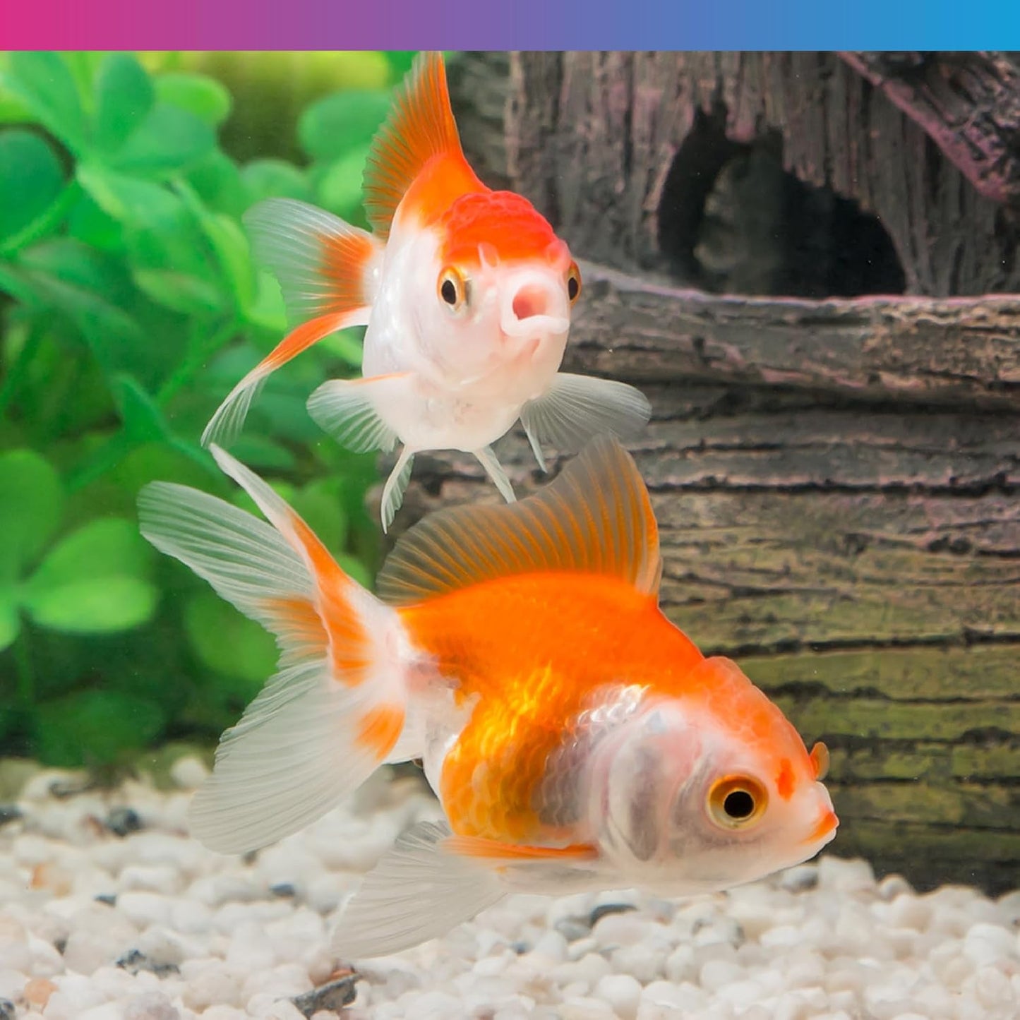 NT Labs Pro F Fancy Goldfish Pellets 130g