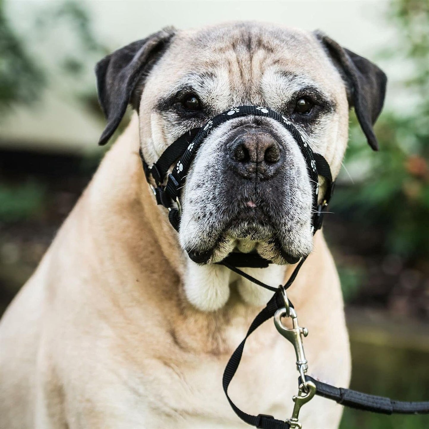 Mikki Walk Ease Headcollar Extra Large