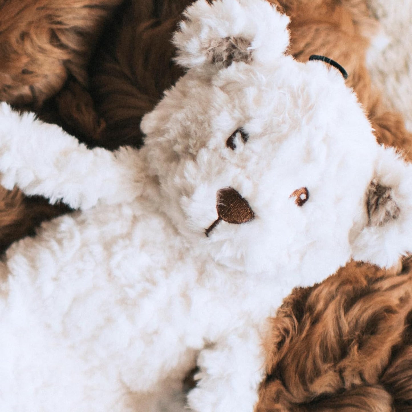 My Dog Bear Crinkle Toy