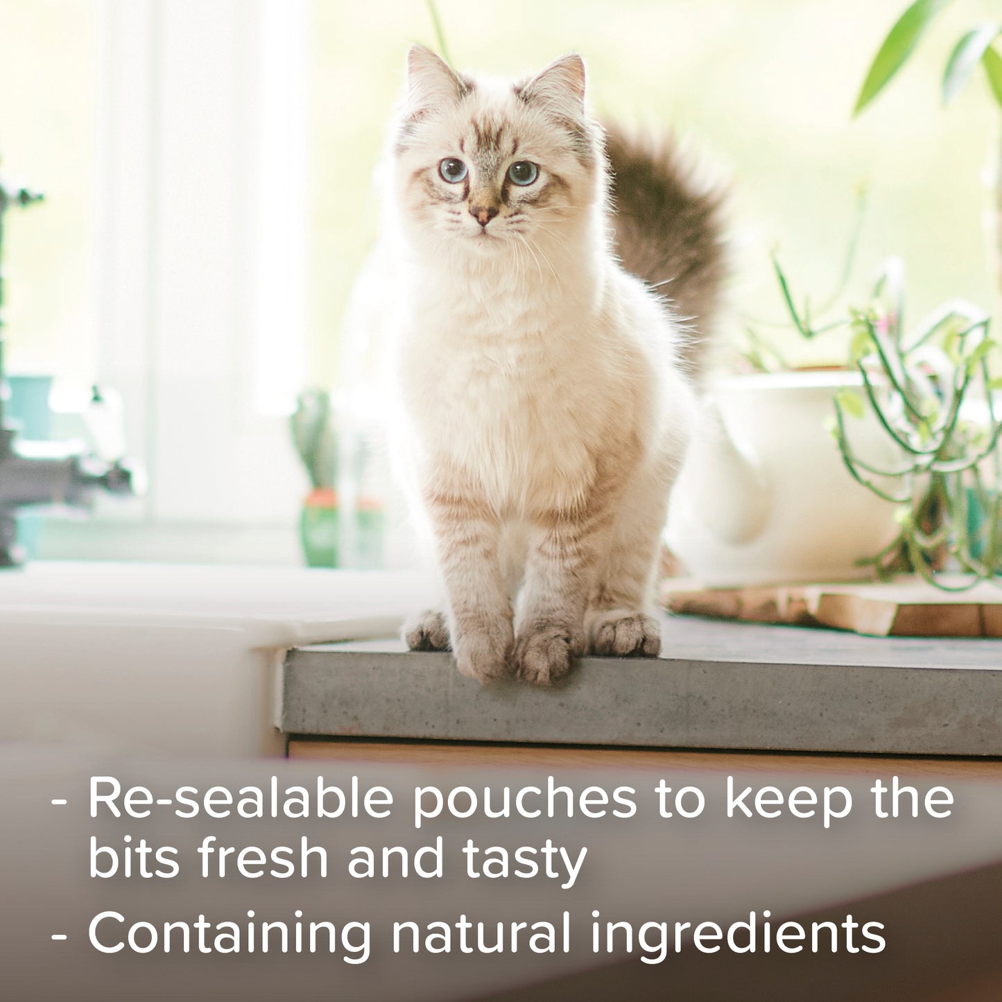 Beaphar Catnip-bits 35g Cat Treats