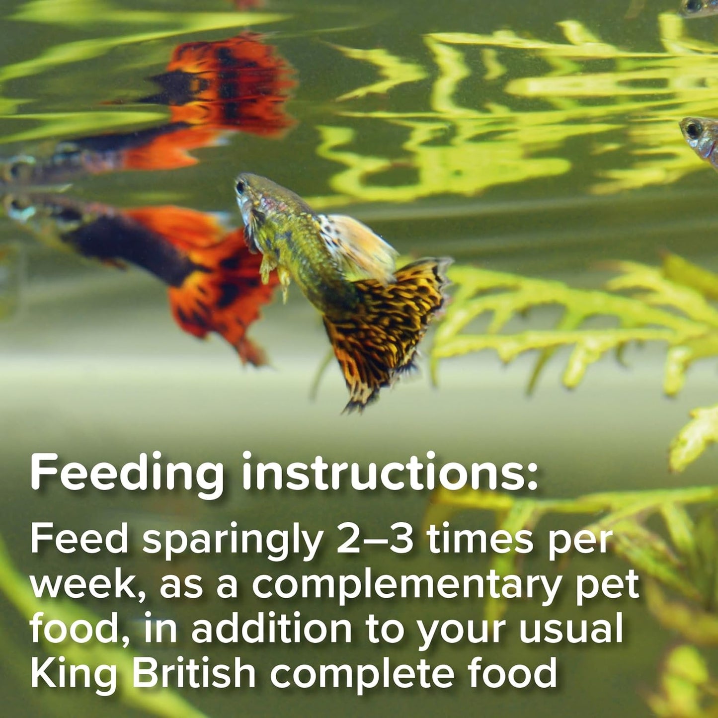 King British Tubifex Fish Treats 10g