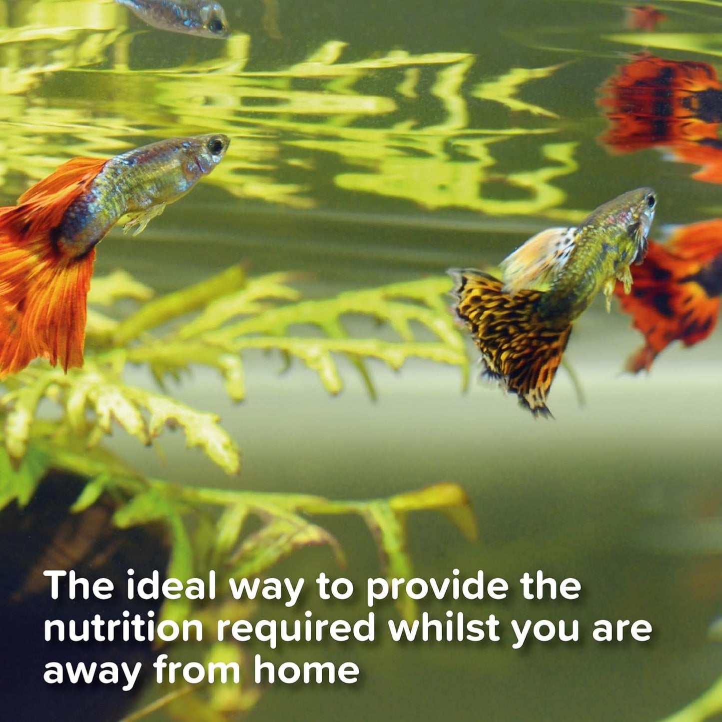 King British Weekend Feeders 4 x 3g