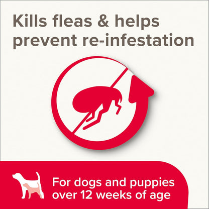 Beaphar Insecticidal Dog Shampoo Kills Fleas Fast 250ml