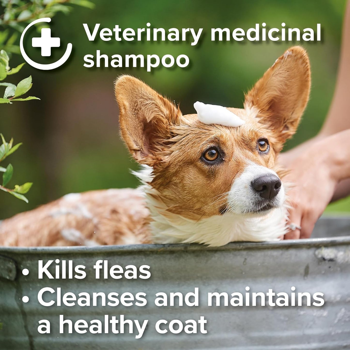 Beaphar Insecticidal Dog Shampoo Kills Fleas Fast 250ml
