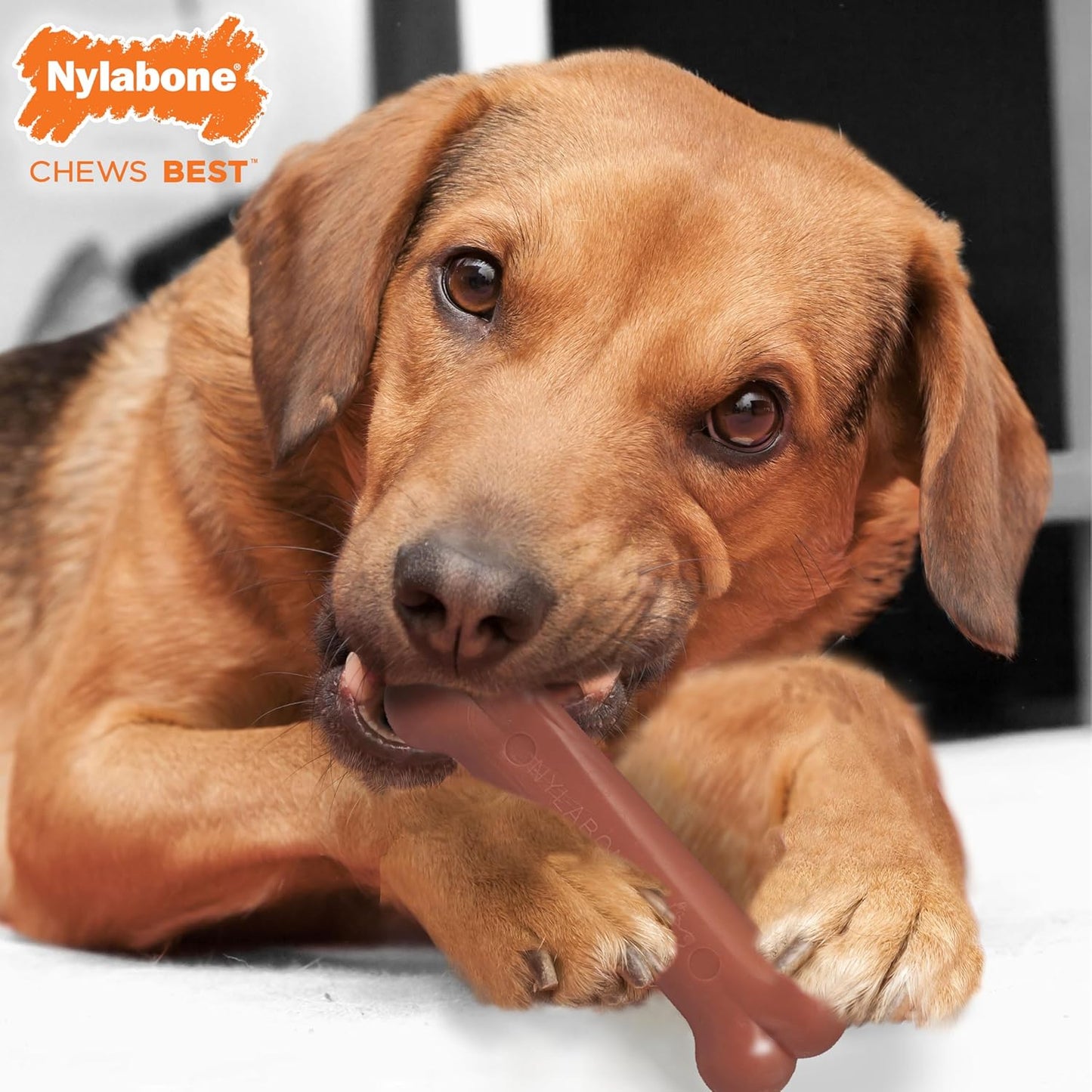 Nylabone Durachew Wolf Twin Pack Chicken & Bacon