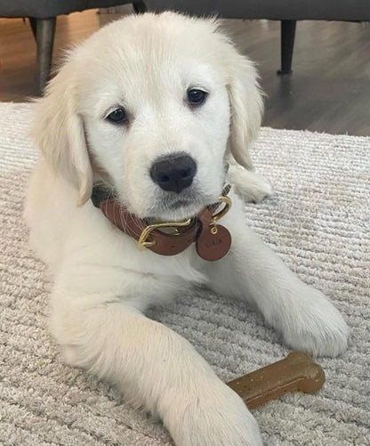 Nylabone Puppy Twin Pack Petite