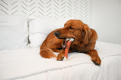 Nylabone Femur X Large Beef