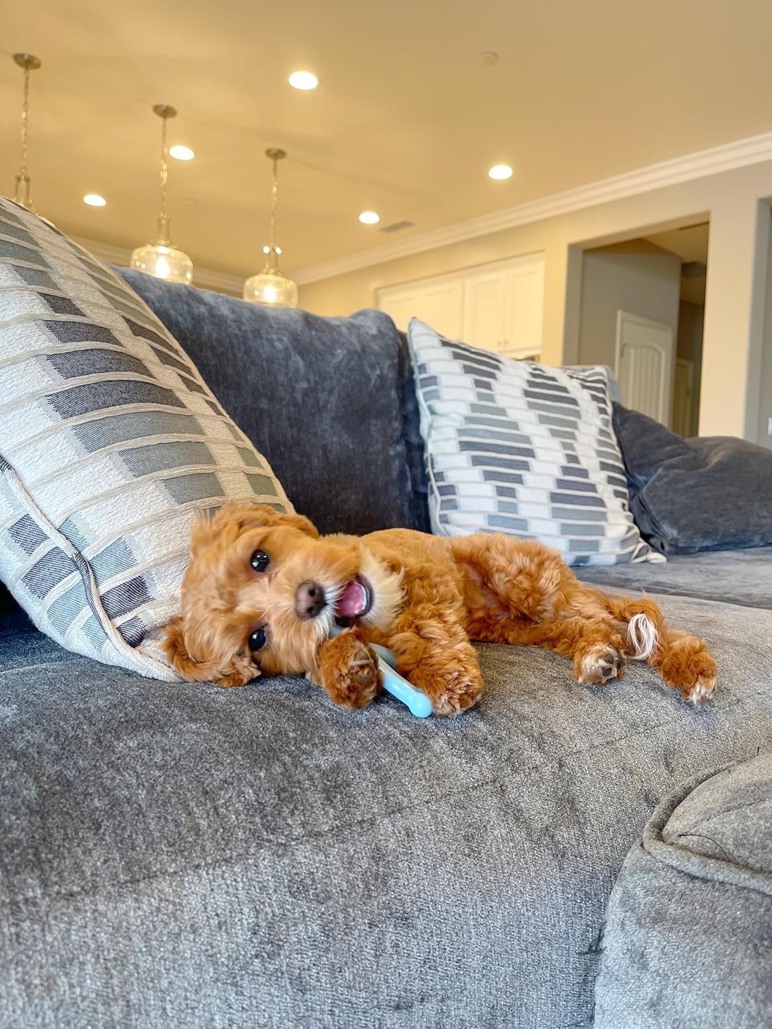 Nylabone Puppy Wishbone Blue X Small