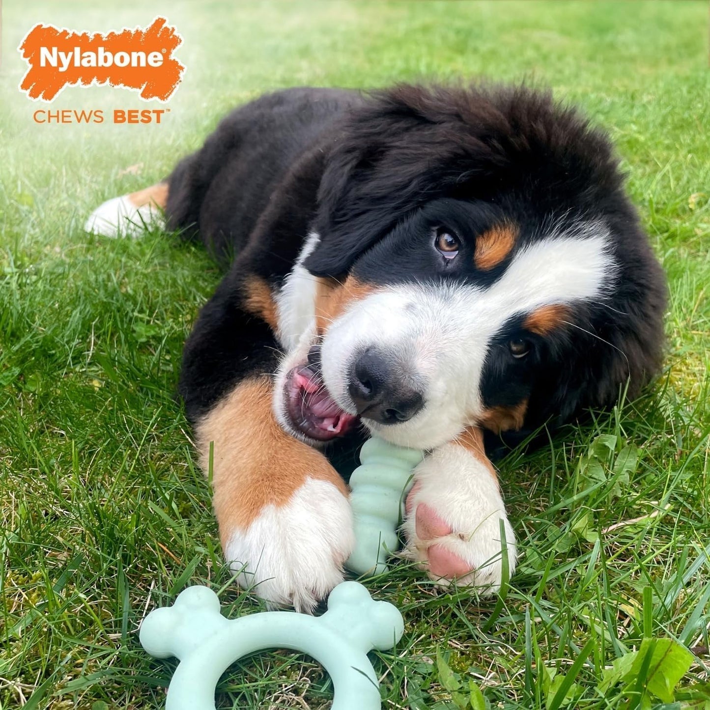 Nylabone Puppy Tactile Ring Chicken Small