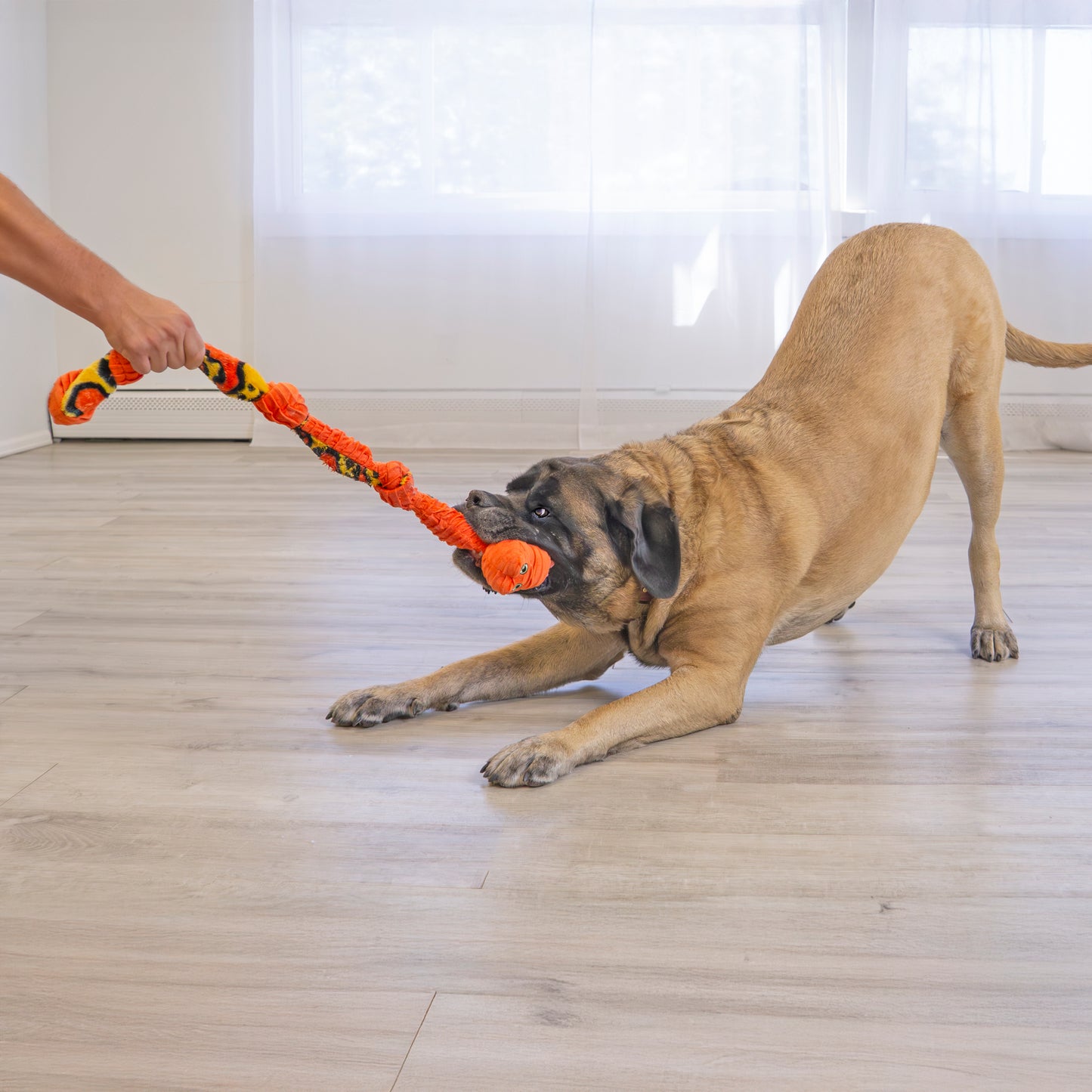 KONG Knots Snake Medium / Large Assorted Colours