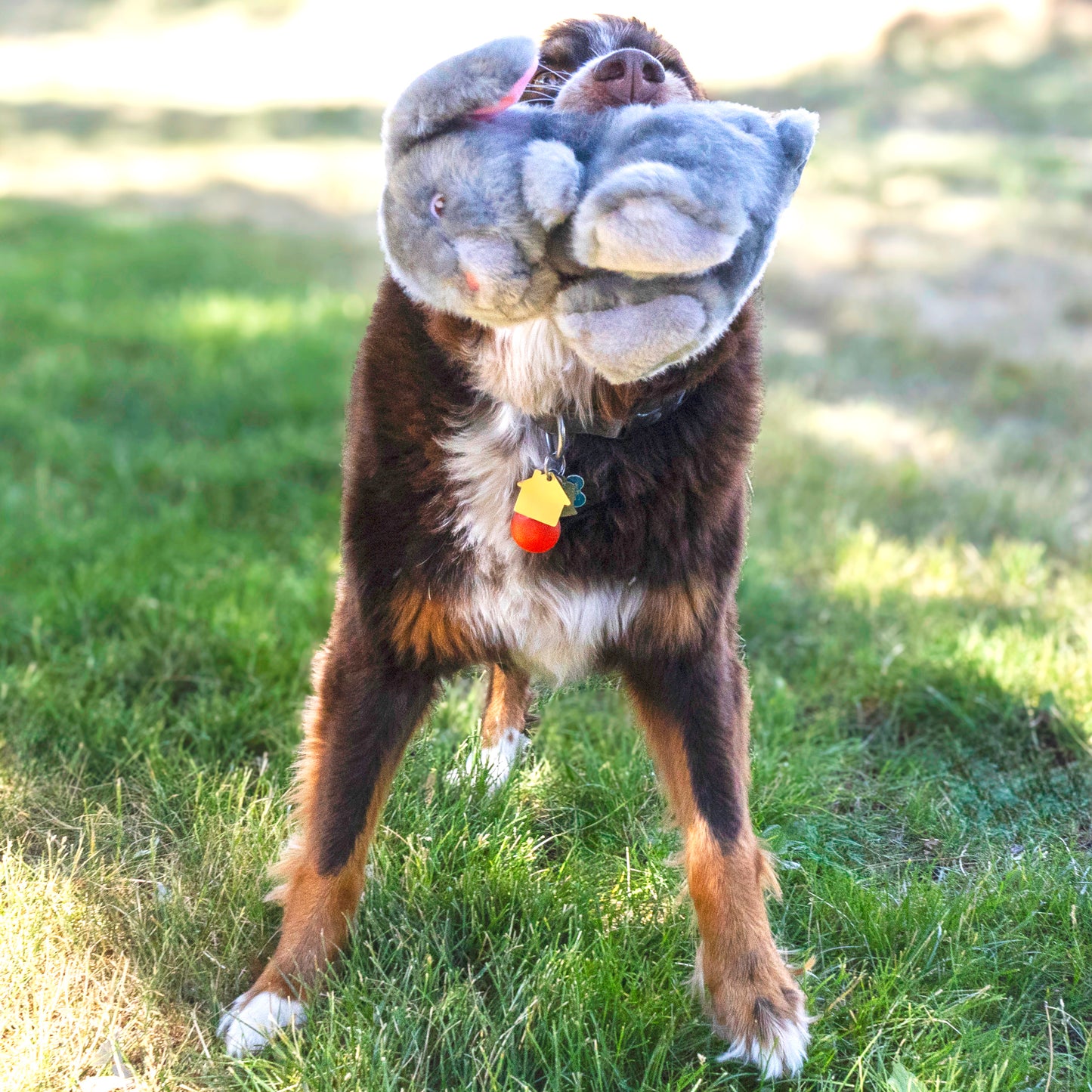 KONG Toughz Bunny Medium