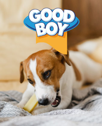Good Boy