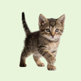 Kitten