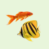 Aquatic