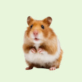 Small Animal