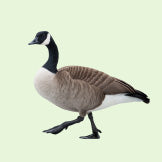 Wildlife