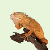 Reptile