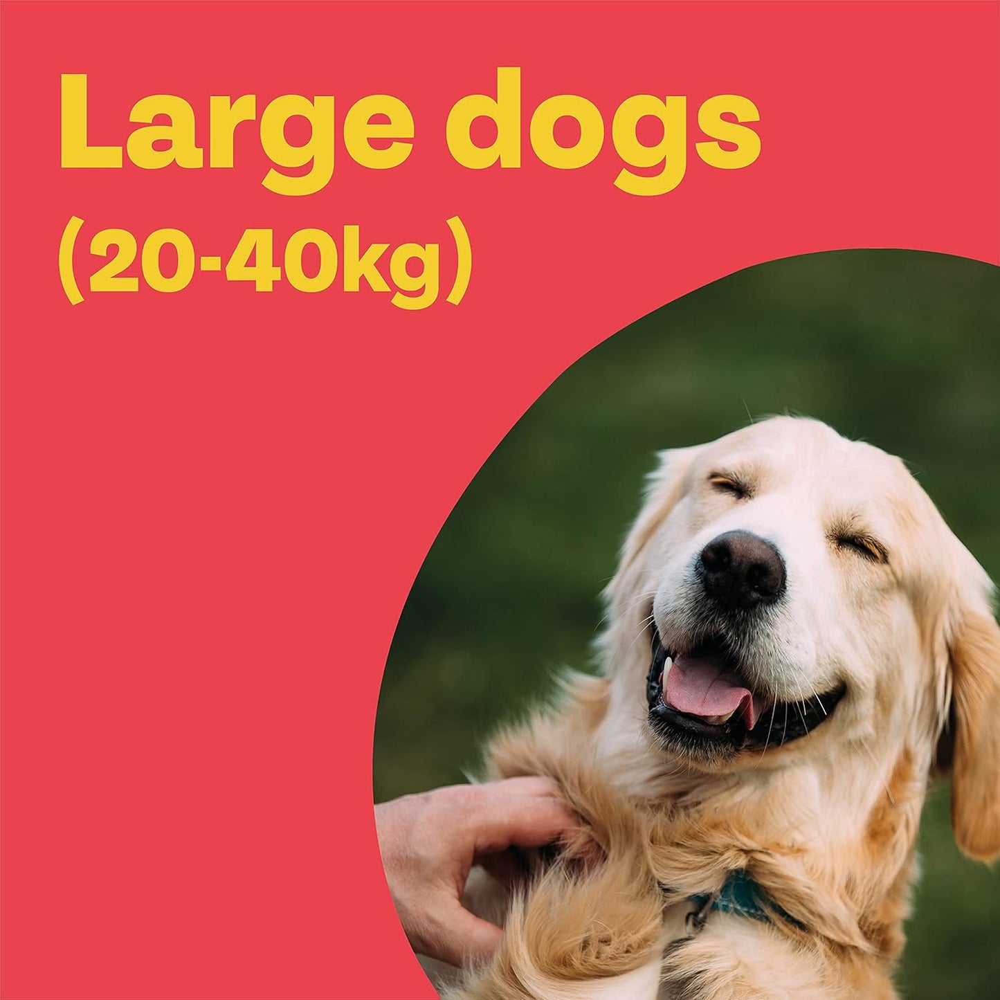 Bob Martin Clear Spot On Flea Treatment Large Dogs 20-40kg 3 Pipettes